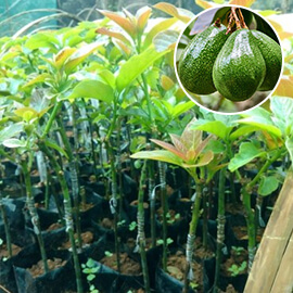Avocado plant 
