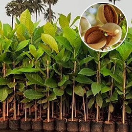 Badam plant 