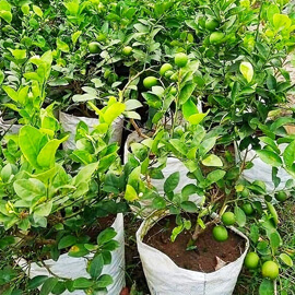 Baramasi Lemon Plants