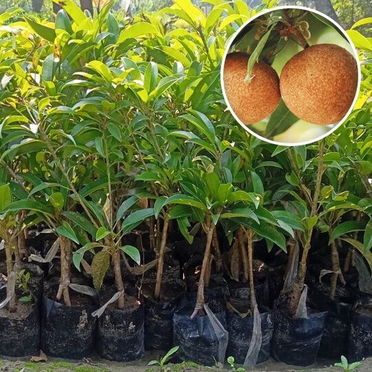 Black Patti Chiku Plant 