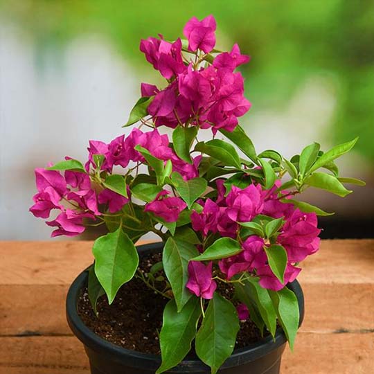 Bougainvillea Plants