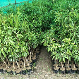 Cricket Ball Chiku Plant 