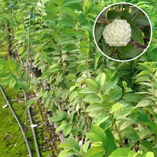 Custard Apple Plants