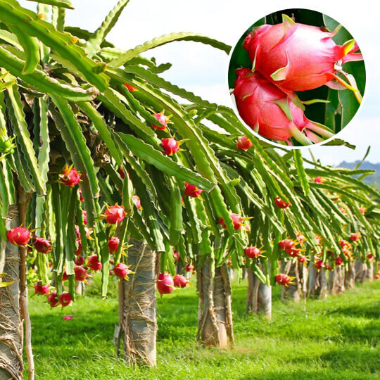 Dragon fruit Plants