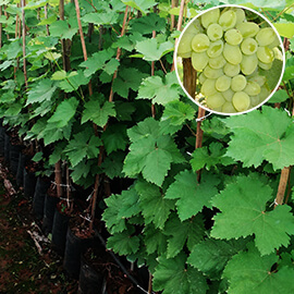 Grapes plant