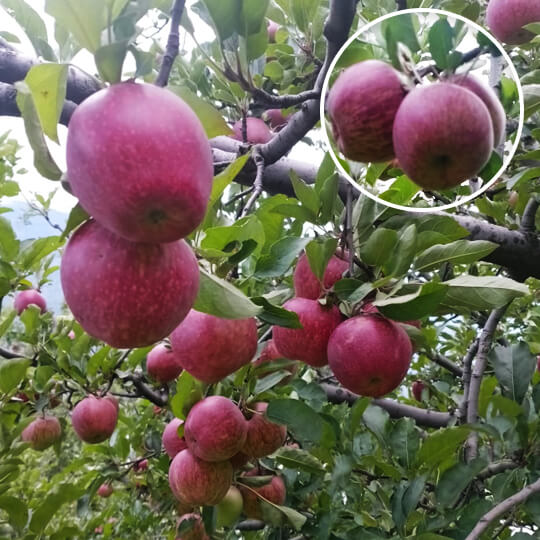 Hot Climate Apple plant