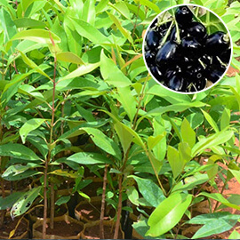Jamun plant 