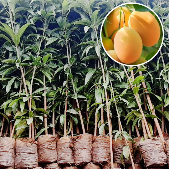 Mango plant