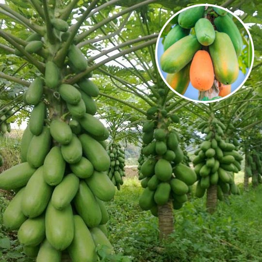 Papaya Plants