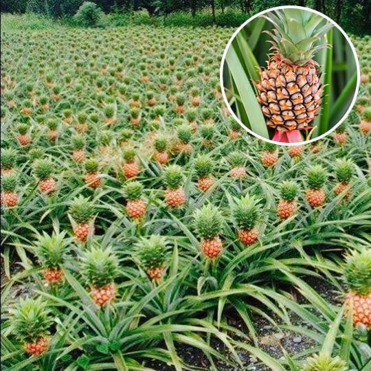 Pineapple plant