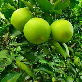 Sai Shrbti Lemon Plant