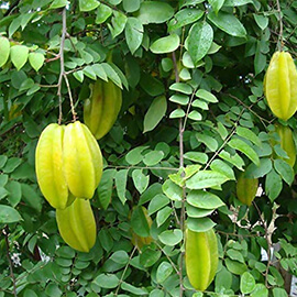 Star fruit plant 
